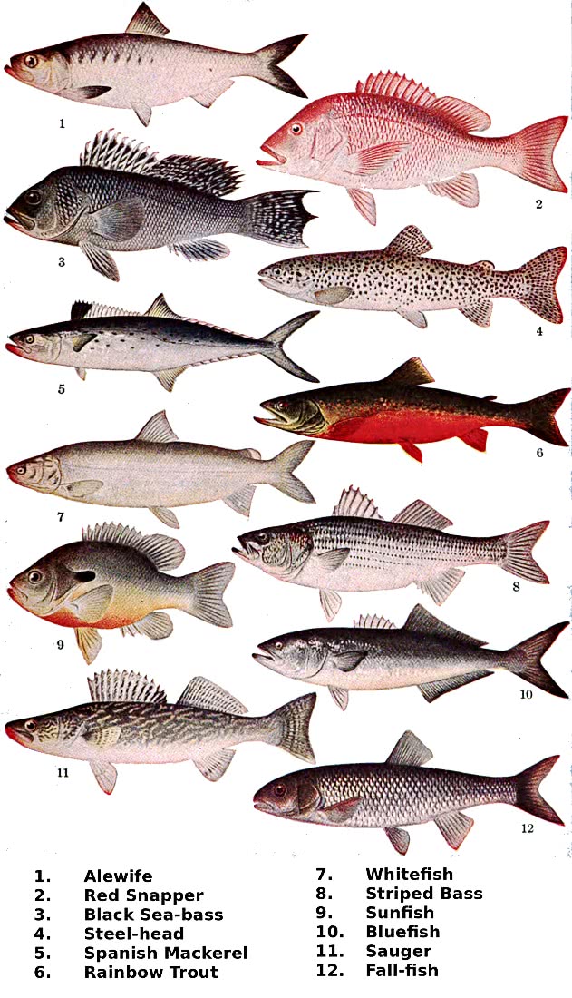 American Food Fishes