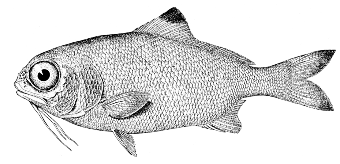 Beardfish  Polymixia lowei  lineart