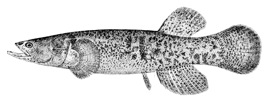 Blackfish of Alaska  Dallia pectoralis