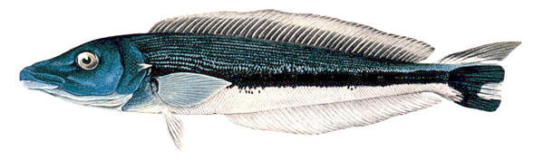 Blue Blanquillo  Malacanthus latovittatus