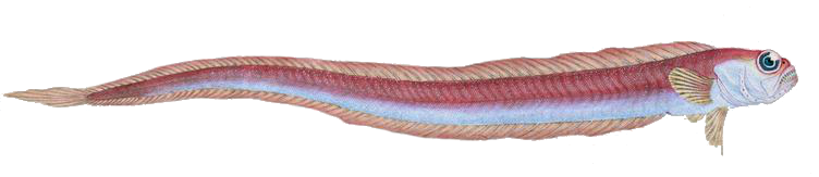 Red bandfish  Cepola macrophthalma
