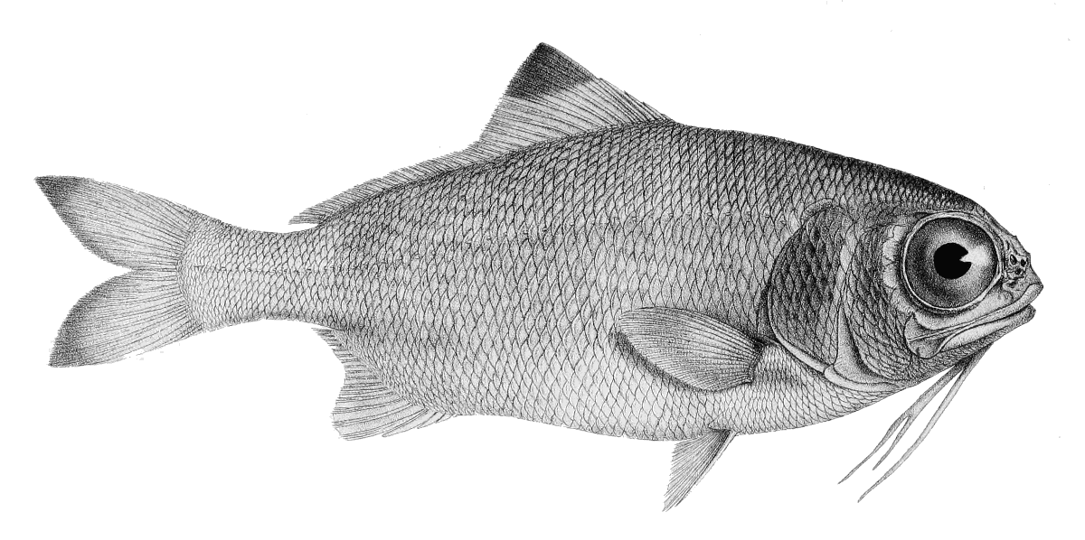 Stout beardfish  Polymixia nobilis