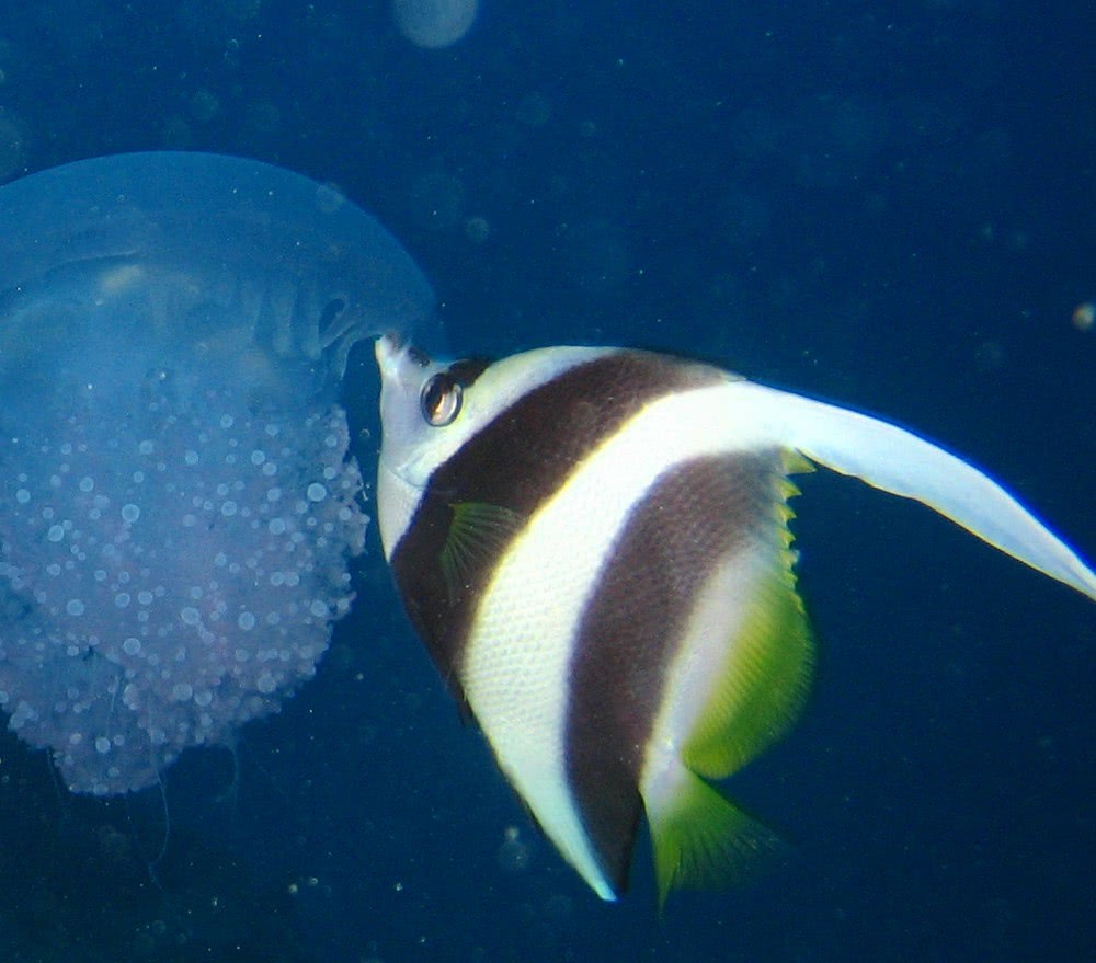 Longfin Bannerfish  Heniochus acuminatus  eating jellyfish