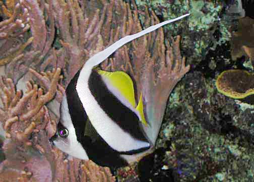 Schooling bannerfish  Heniochus diphreutes