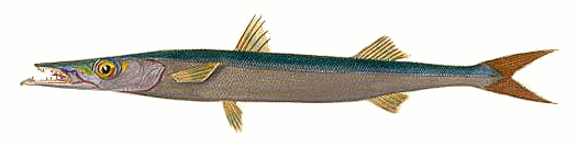 European barracuda  Sphyraena sphyraena