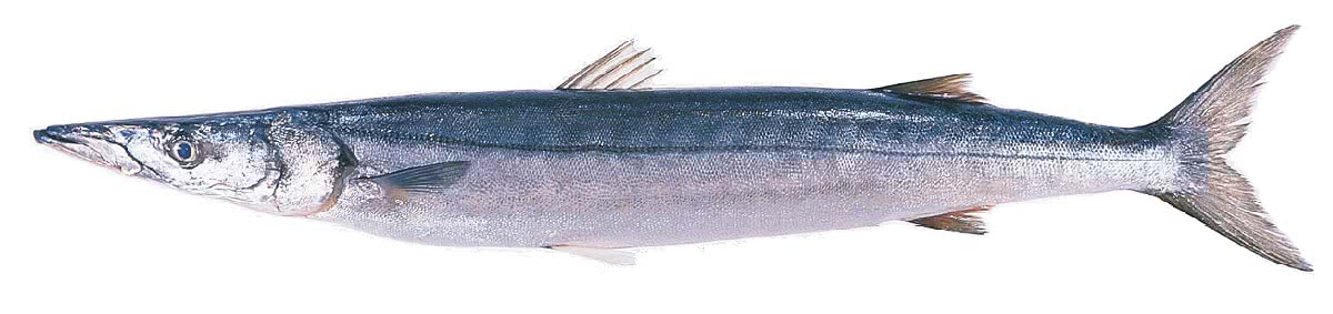 Pacific Barracuda  Sphyraena argentea  photo