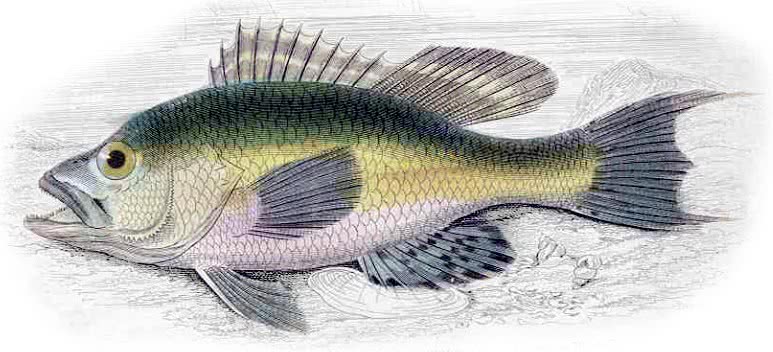 American Black Bass  Micropterus salmoides  illustration