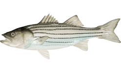 Atlantic Striped bass  Morone saxatilis