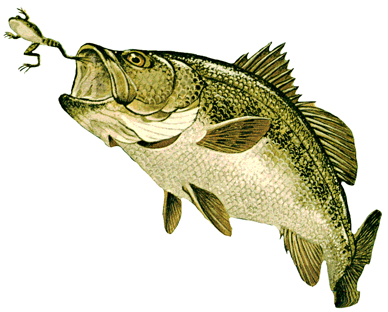 Largemouth bass Micropterus dolomieu