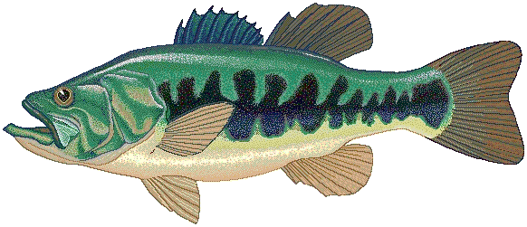 Largemouth bass clipart