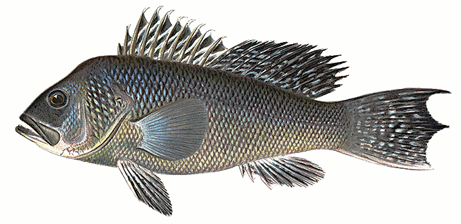 Sea Bass  Centroprestes Striatus
