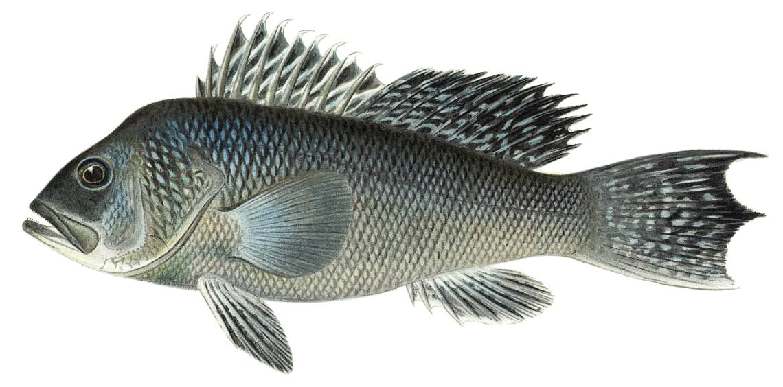 Sea Bass  Centroprestes Striatus  large