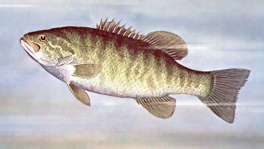 Small Mouthed Bass