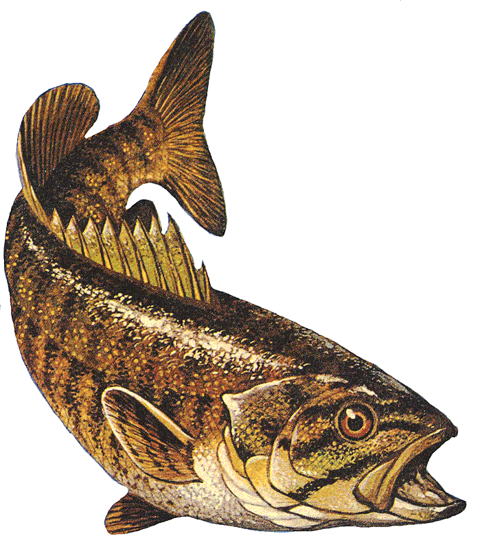 Smallmouth bass Micropterus dolomieu