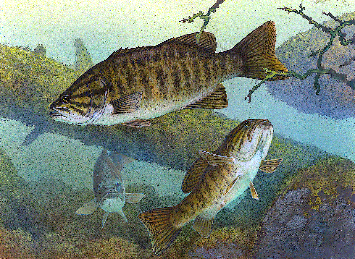 Smallmouth bass illustration