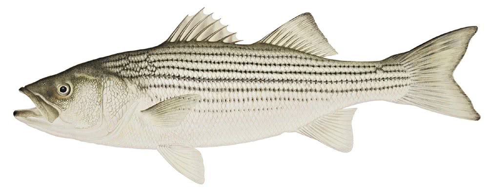 Striped Bass  Morone saxatilis