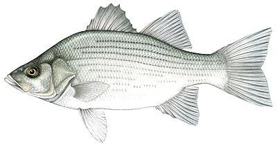 White Bass  Morone chrysops