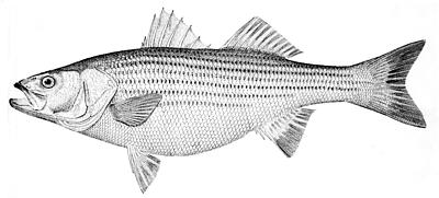 striped bass lineart