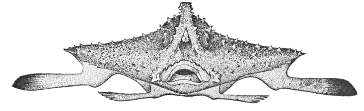 Batfish  Ogcocepahalus vespertilio  lineart
