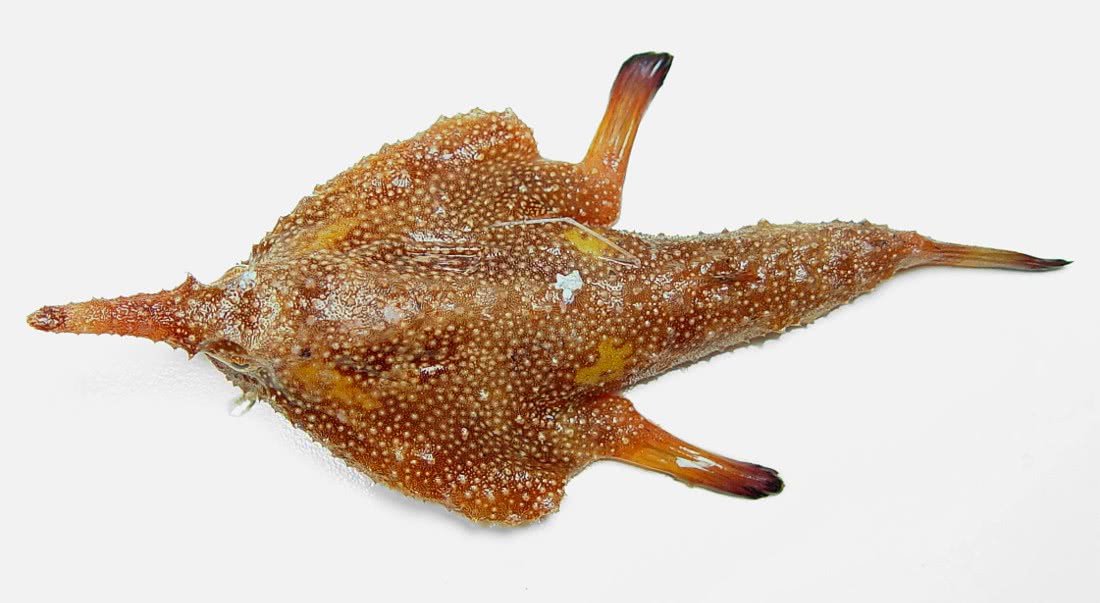 Longnose batfish  Ogcocephalus corniger