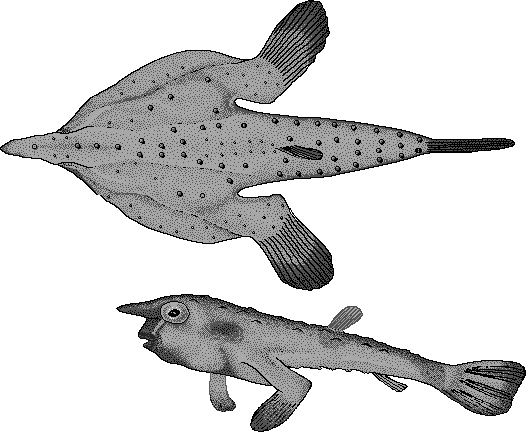 Red-lipped batfish  Ogcocephalus darwini