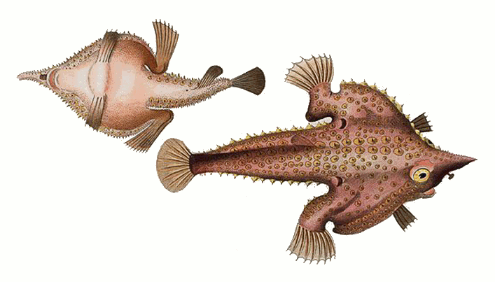 Seadevil  Ogcocephalus vespertilio