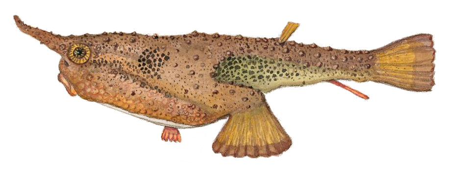 Seadevil  Ogcocephalus vespertilio profile