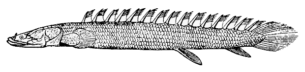 Nile Bichir  Polypterus bichir