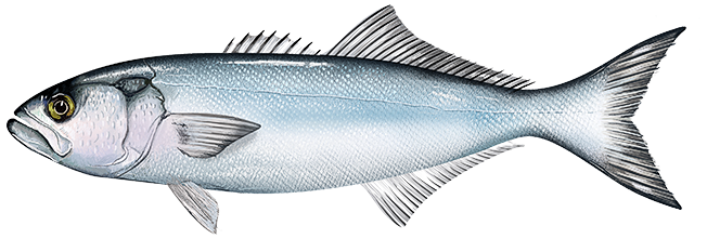 bluefish  Pomatomus saltatrix