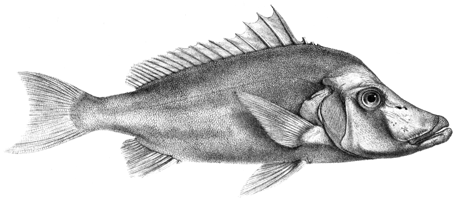 Giant boarfish  Histiopterus Labiosus