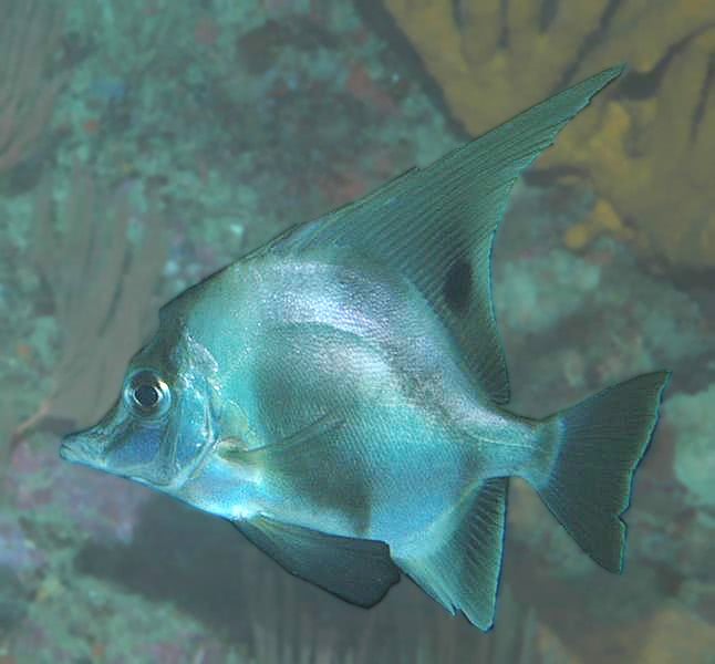 Longfin boarfish  Zaclistius elevatus