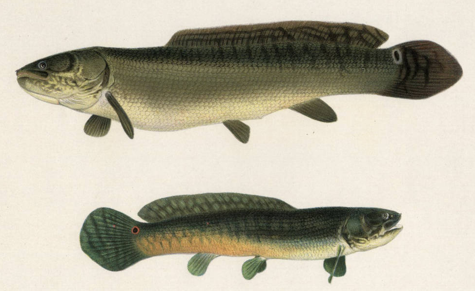 Bowfin female top and male