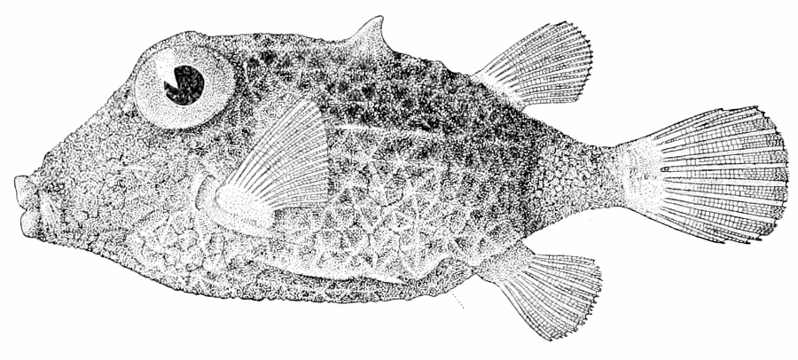 Basketfish  Kentrocapros aculeatus
