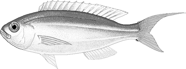 Yellowbelly threadfin bream  Nemipterus bathybius