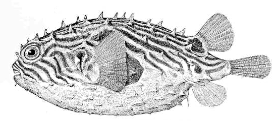 Striped burrfish  Chilomycterus schoepfi