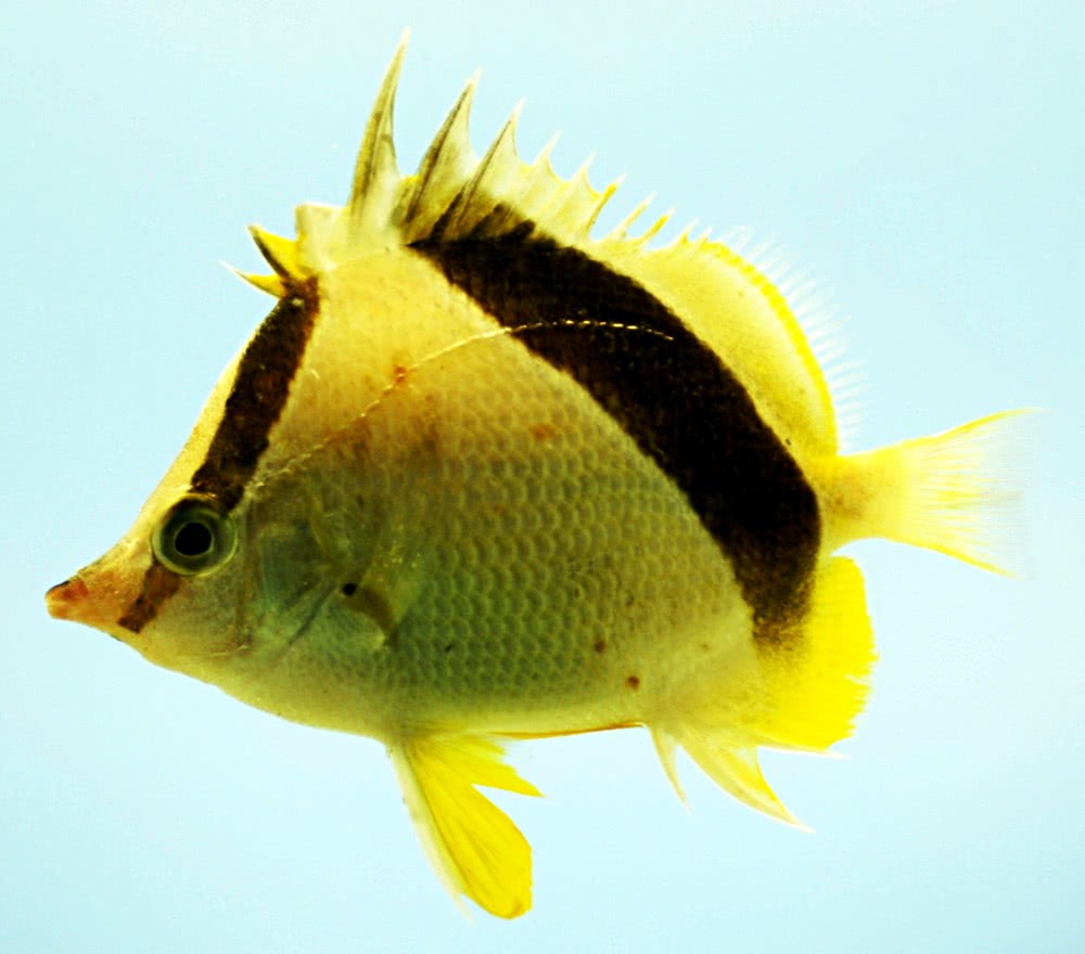 Bank butterflyfish  Prognathodes aya