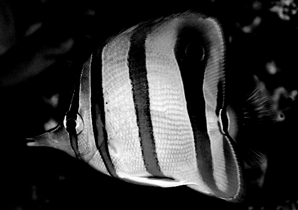 Copperband Butterflyfish  Chelmon rostratus