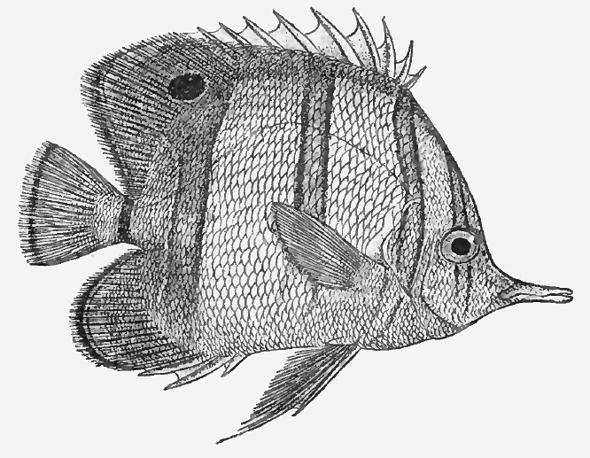 Copperband Butterflyfish  Chelmon rostratus lineart