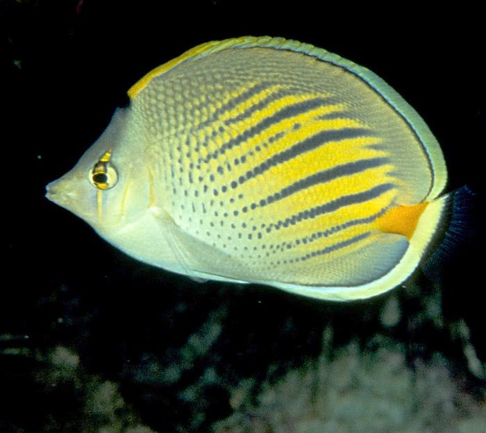Dot dash butterflyfish  Chaetodon pelewensis