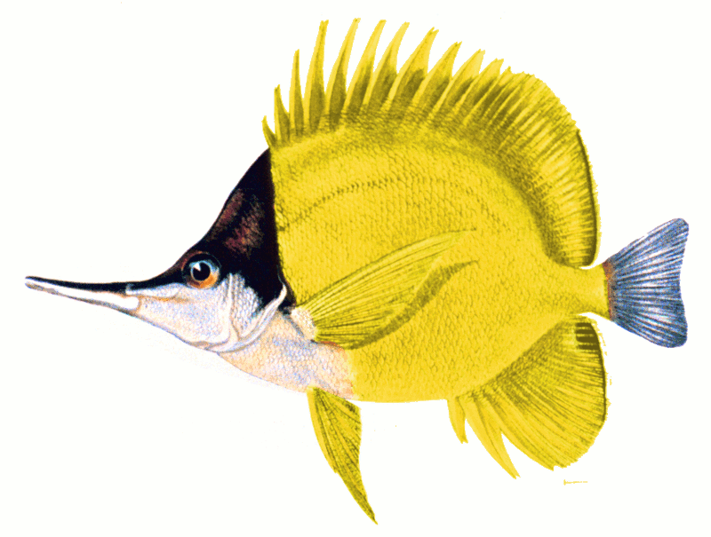 Longnose Butterflyfish  Forcipiger flavissimus