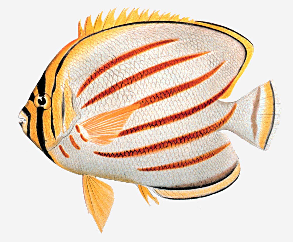 Ornate butterflyfish  Chaetodon ornatissimus