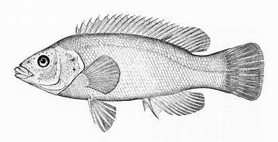 Cunner  Tautogolabrus adspersus lineart