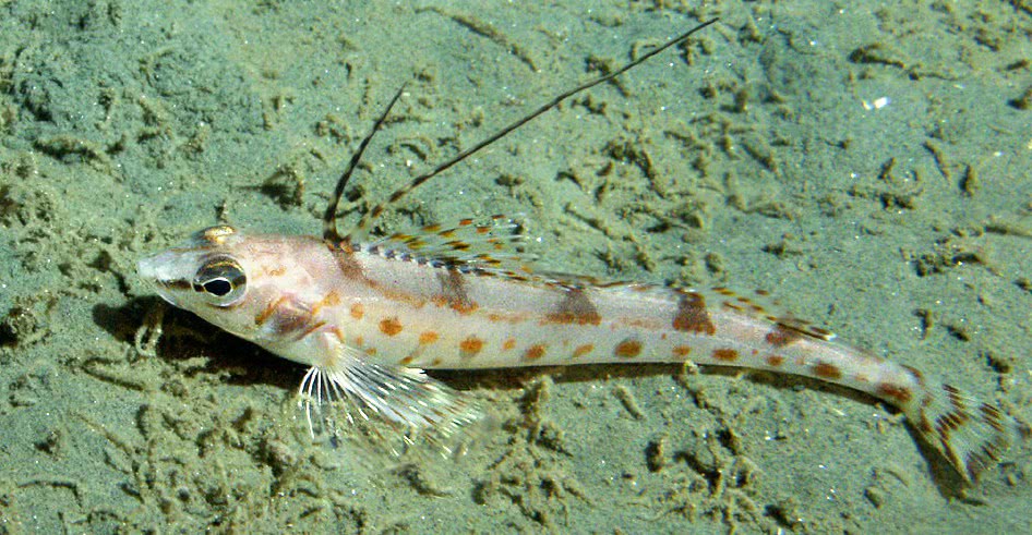 Longspine combfish  Zaniolepis latipinnis