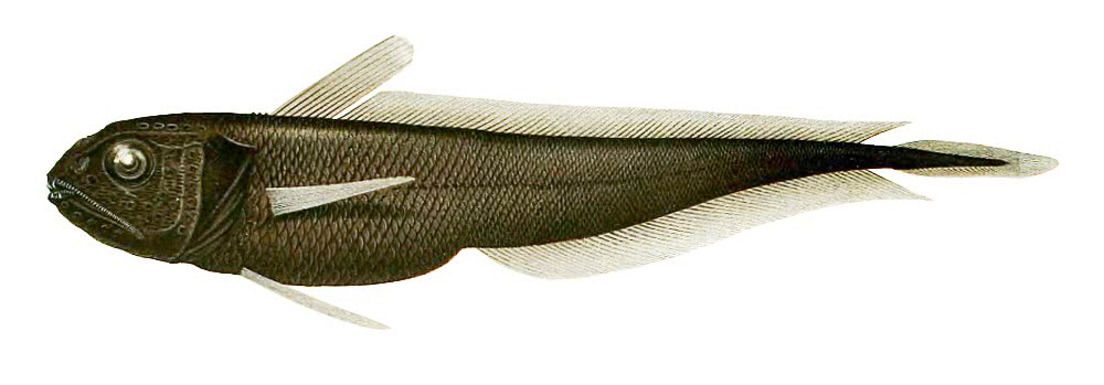 Pelagic cod  Melanonus gracilis
