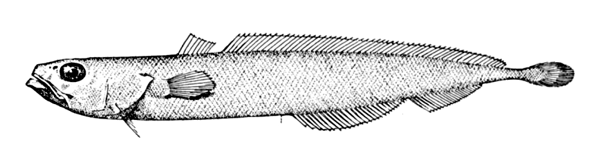Slender codling  Halargyreus johnsonii