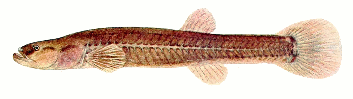 Spring cavefish  Forbesichthys agassizii