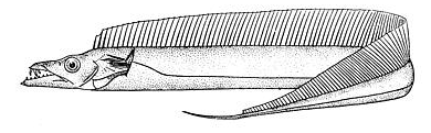 atlantic cutlassfish