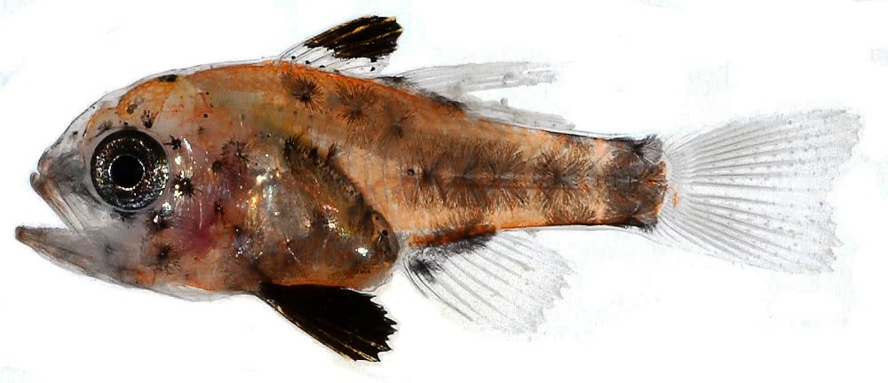 Astrapogon  juvenile Cardinalfish