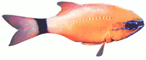 Ring-tailed Cardinalfish  Ostorhinchus aureus