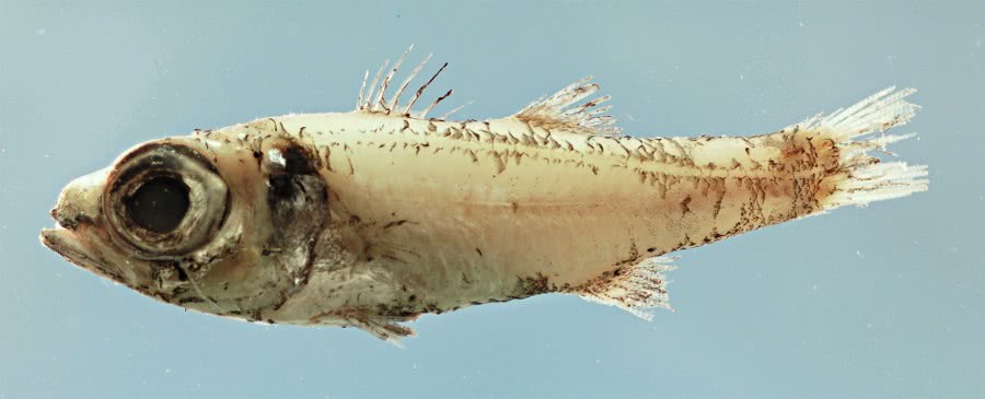 Robust cardinalfish  Epigonus robustus
